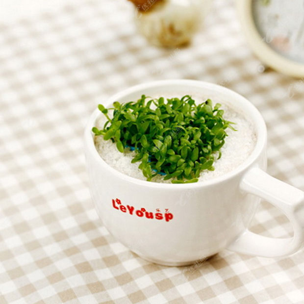 创意家居 清新咖啡草绿色植物