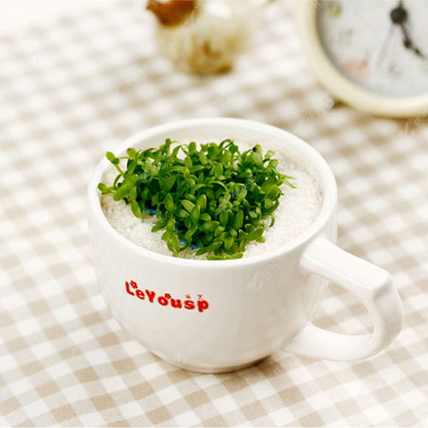 创意家居 清新咖啡草绿色植物