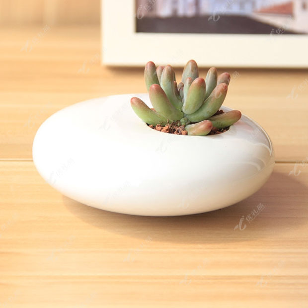 宝石花盆栽 迷你盆栽